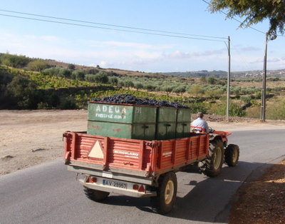 Tractor load of grapes.